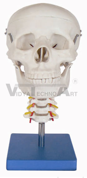 Skull With Cervical Spine Pharmaceutical and Anatomical Model Gifts